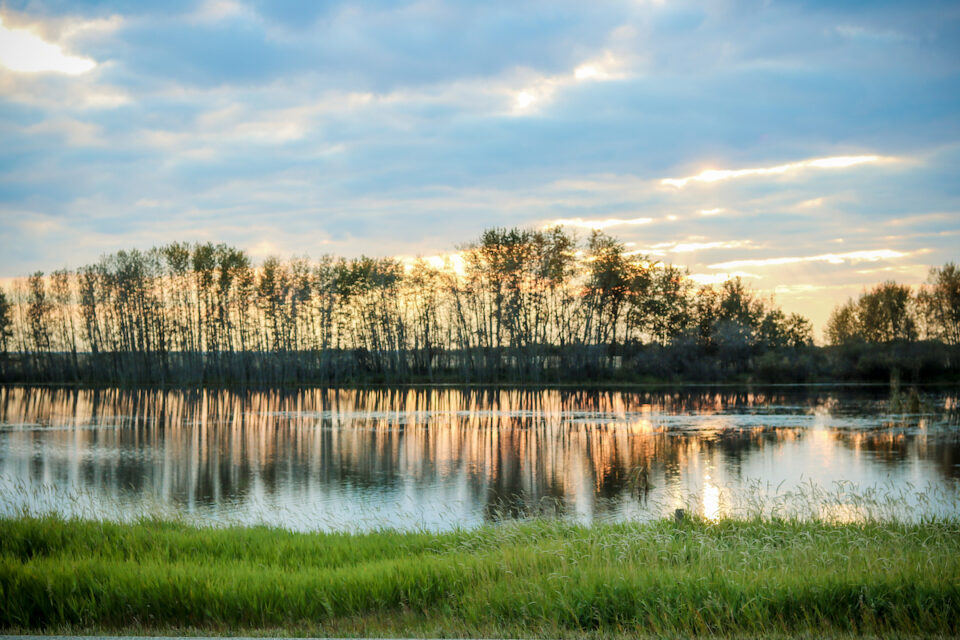 a sunset yellow against silhouetted trees along the water in Viking Alberta