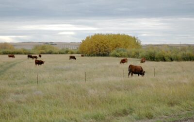 brown cows in an alberta field against a grey sky