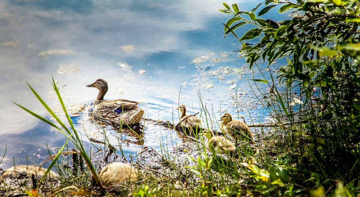 Wild duck with chicks in Muscoseepi Park Grande Prairie Alberta