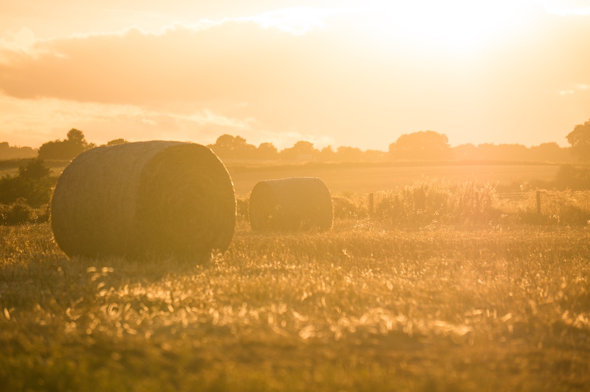 hay bales in a field in alberta