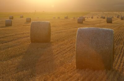 rolled bales of hay in a field in the battle river region silhouetted against a sunset